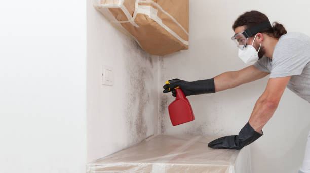 Professional Basement Mold Remediation technician working in Palm Beach Gardens, FL